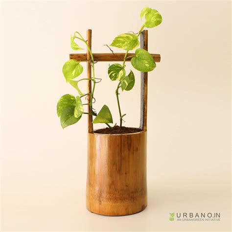 Bamboo Plants For Patio Pots - Patio Ideas