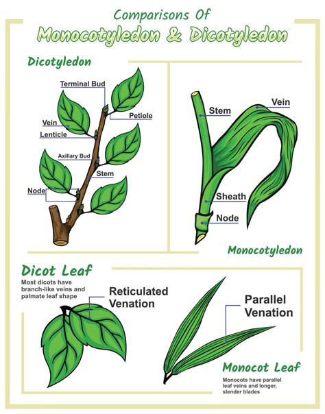 diferencia Entre monocotiledóneas hoja y dicotiledónea hoja 21450251