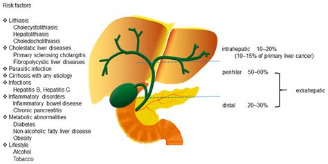 Ijms Free Full Text The Role Of Micrornas In Cholangiocarcinoma