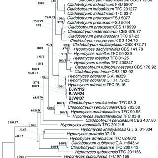 Phylogenetic Tree Based On Rdna Its Regions And Partial Sequences Of