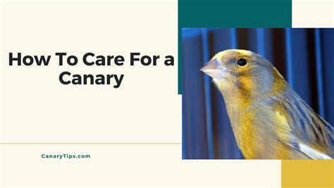 How To Care For a Canary – Canary Tips