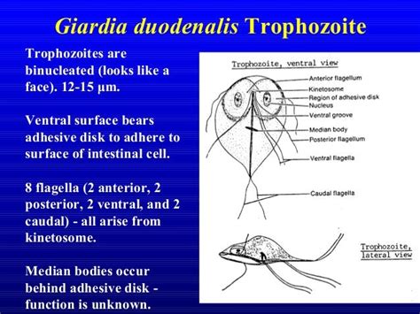 Giardia