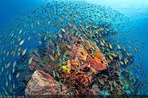 Sealife Photography Teaching And Rental Center Unveiled In The Caribbean