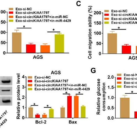 The Suppressive Effects Of Exosomal Circkiaa Knockdown On Gc Cell