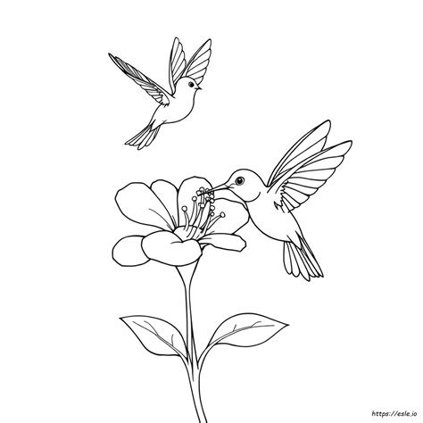 how to prepare hummingbird nectar 10