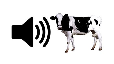 Cow Moo - Sound Effect | ProSounds in 2024 | Cows mooing, Cow sound, Cow