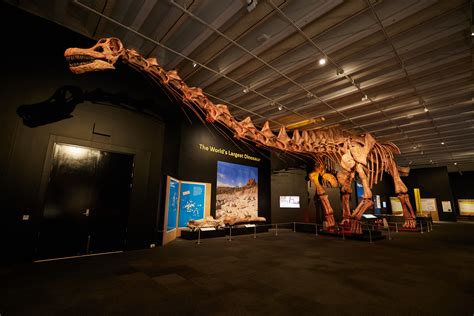 Know your dinosaur bones – Queensland Museum Blog