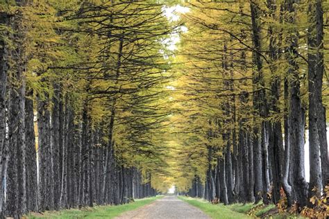 十勝の絶景並木道3選 ひがし北海道スタイル 女子旅