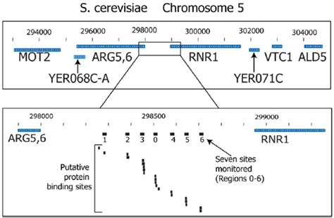 We Monitored The Binding Of Nuclear Protein To Seven Different 16 Bp