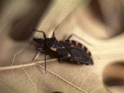 Kissing Bug - Tx Dept State Health Services — Texas Parks & Wildlife ...