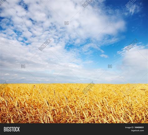 Wheat Field Image And Photo Free Trial Bigstock