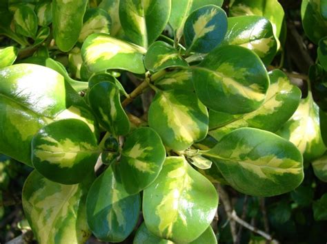 La Planta Espejo O Brillantisima Coprosma Repens Jardines Sin Fronteras