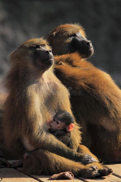 Guinea baboon stock photo. Image of guinea, mammal, monkey - 23784798