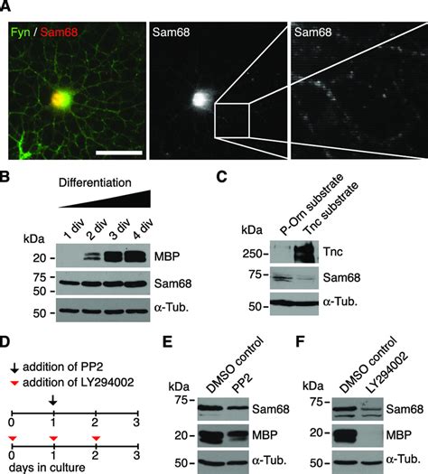 Sam68 Expression Increases With Oligodendrocyte Differentiation And Is