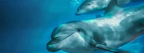 All About Bottlenose Dolphins - Reproduction | SeaWorld Parks ...