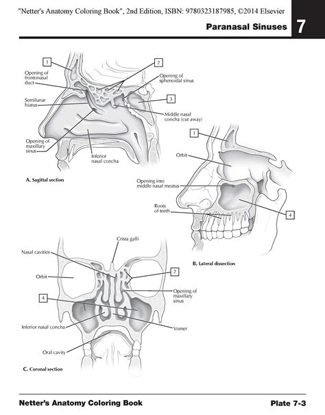 Horse Anatomy Coloring Book Pdf - kidsworksheetfun