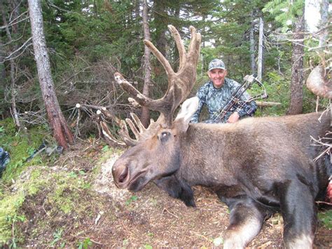 Newfoundland Moose Hunting - Island Safaris