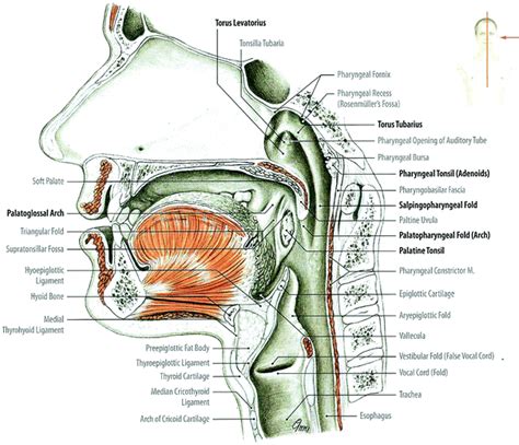 Vocal Folds Histology