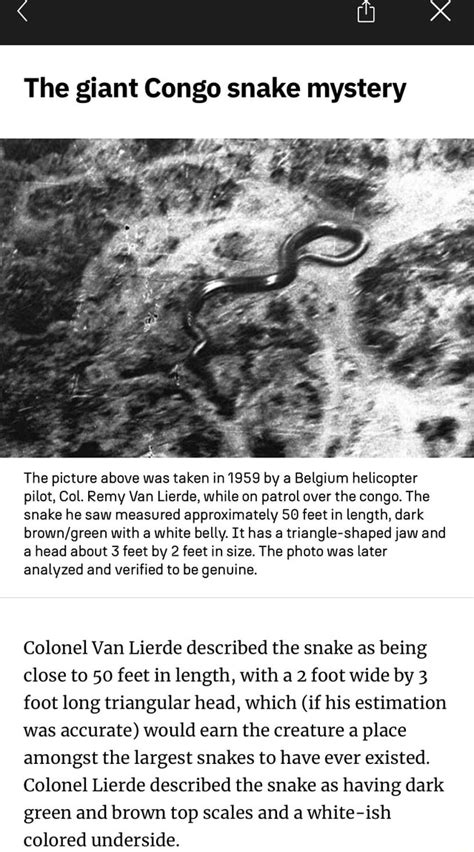 The Giant Congo Snake Mystery The Picture Above Was Taken In 1959 By A