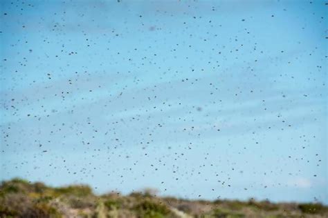 Locust Swarm Stock Photos, Images and Backgrounds for Free Download