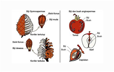 Detail Contoh Tumbuhan Gymnospermae Dan Angiospermae Koleksi Nomer 24