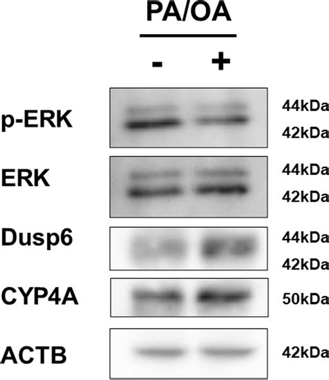 Ablation Of Dual Specificity Phosphatase 6 Protects Against