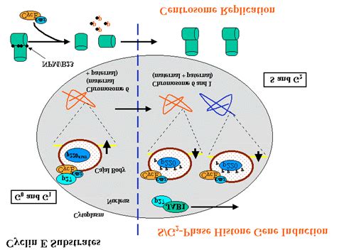 Cell Cycle Regulated Cyclin E Cdk2 Dependent S Phase Phosphorylation