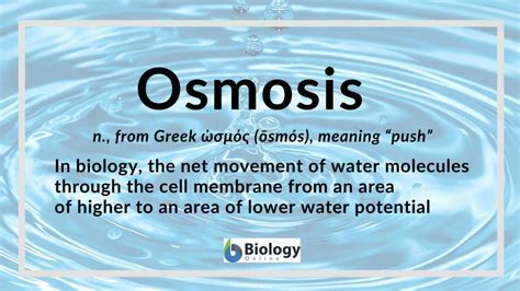 Osmosis Definition And Examples Biology Online Dictionary