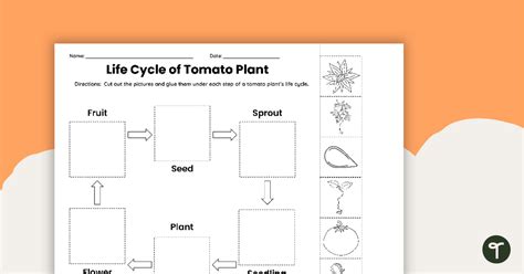 Plant Life Cycle Worksheet Cut And Paste Teach Starter Worksheets