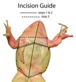 Frog Dissection Guide & High School Science Lesson | HST