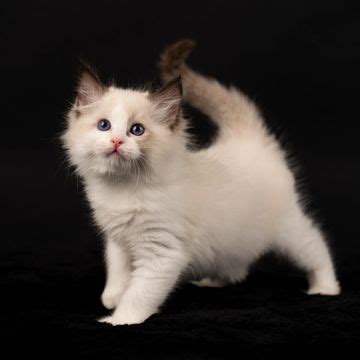 Available Kitten Details Aberlady Ragdolls