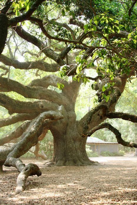 1500 Year Old Oak Tree Charleston South Carolina Angel Oak Trees