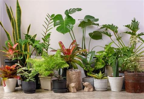 How to Care for Your Foliage Plants?