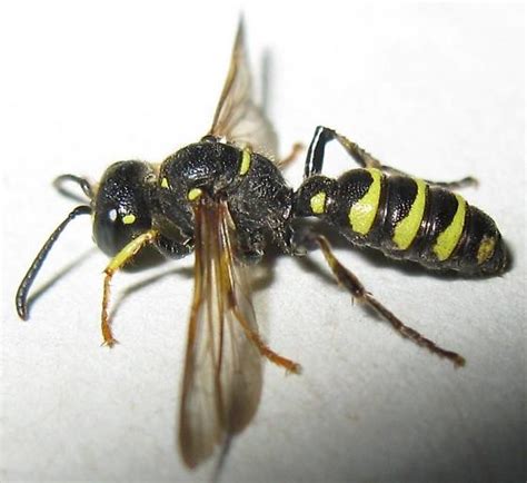 Crabronid Wasp Cerceris Bugguide Net