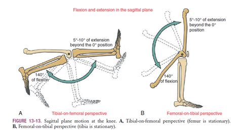 OSTEOKINEMATICS AT THE TIBIOFEMORAL JOINT flexion and extension ...