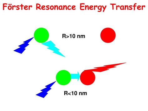 Ppt Fluorescence Resonance Energy Transfer Fret Powerpoint