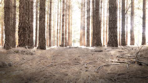 Fond Décran Lumière Du Soleil Des Arbres Forêt La Nature Hiver