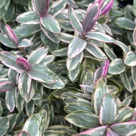 Buy Quality Hebe Silver Dollar Online UK Plants Galore Online