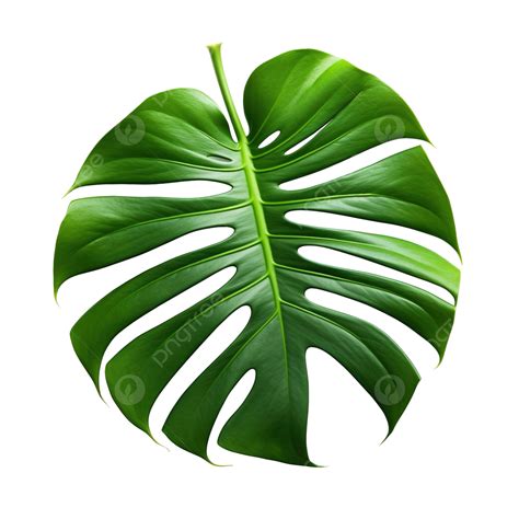 Tropical Jungle Monstera Leaves Swiss Cheese Leaf Tree Isolated Png File Swiss Bahamas Leaves