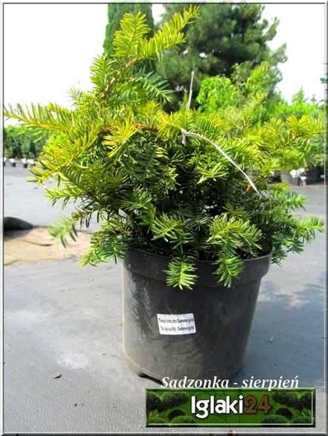 Taxus Baccata Summergold Cis Pospolity Summergold FOTO Internetowy