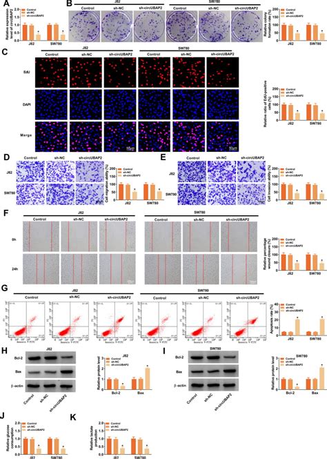 Circular Rna Ubiquitin Associated Protein Silencing Suppresses