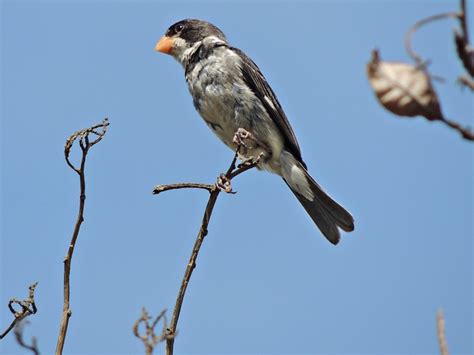 Foto Golinho Sporophila Albogularis Por Pedro J Nior Nunes Wiki