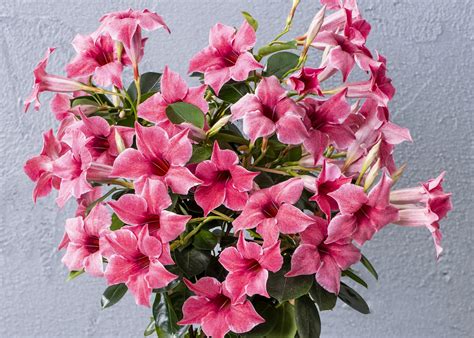 Sun Parasol® Original XP Mauvelous Mandevilla, Monrovia Plant