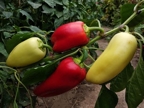 Growing Poblano Peppers From Seed To Harvest — Meadowlark Journal