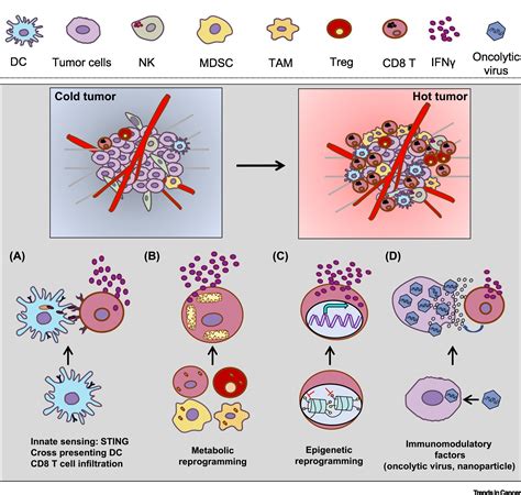 Turning Cold Into Hot Firing Up The Tumor Microenvironment Trends In