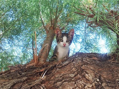 Free Images Tree Forest Branch Flower Cute Wildlife Jungle