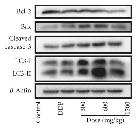 Eib Inhibited The Smmc 7721 Tumor Growth In Xenograft Nude Mice And Download Scientific Diagram