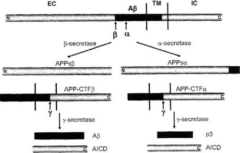 Schematic Diagram Of APP Processing Pathways Not Drawn To Scale The