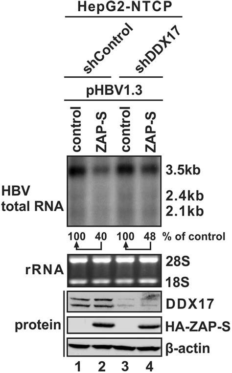 Rna Helicase Ddx Inhibits Hepatitis B Virus Replication By Blocking