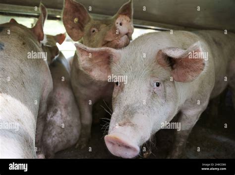 Domestic Pig Sus Scrofa F Domestica Pigs In A Livestock Transporter